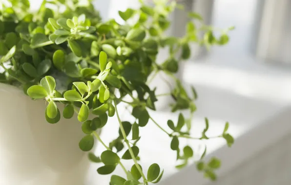 Greens, flower, leaves, light, plant, pot, sill