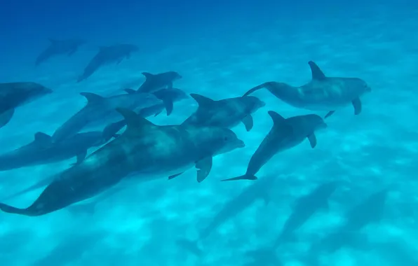 Picture sea, pack, dolphins