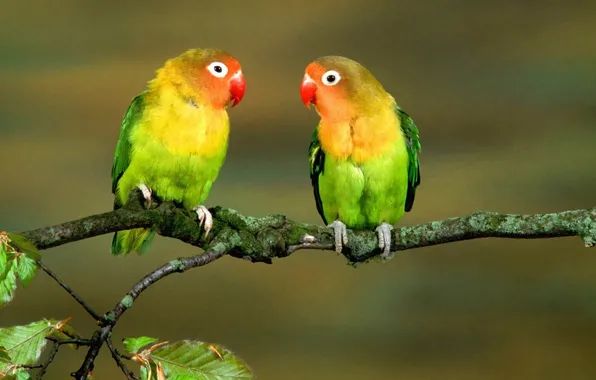 Leaves, birds, branch, parrots, colorful, closeup, lovebird