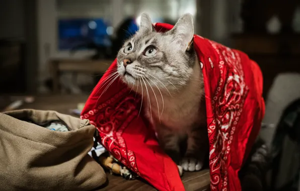 Cat, cat, look, face, red, pose, table, room
