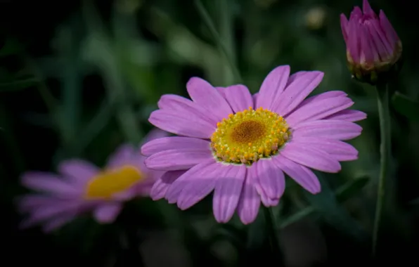 Picture grass, macro, nature, petals, stem