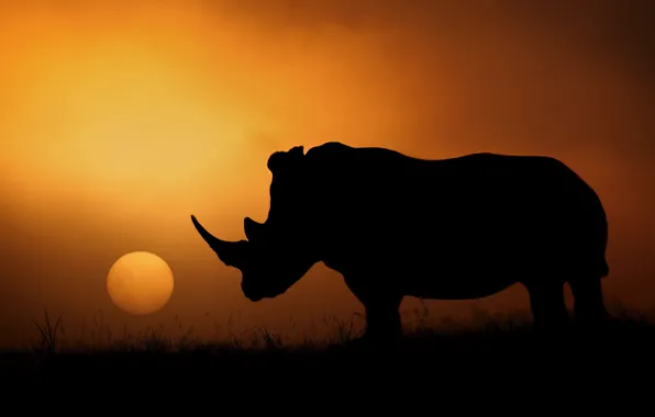 The sun, the evening, silhouette, Africa, Rhino