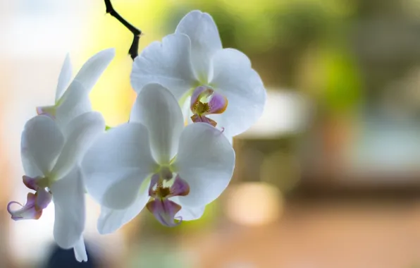 Flowers, branch, petals, white, orchids