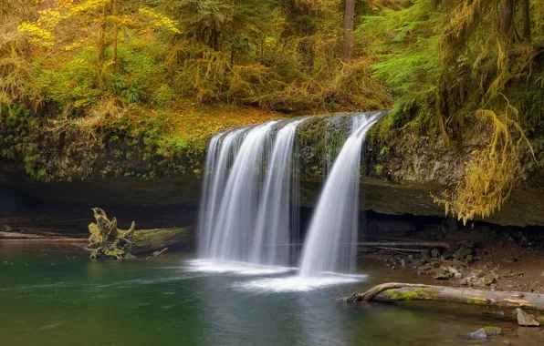 Picture autumn, forest, shore, foliage, waterfall, log, needles
