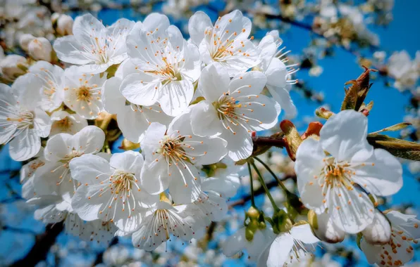 Picture branches, nature, cherry, spring, flowering