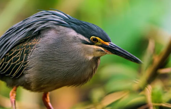 Wallpaper nature, bird, beak
