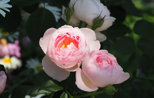 Picture leaves, flowers, the dark background, roses, garden, pink, buds, the bushes
