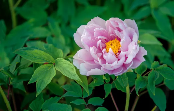 Flower, leaves, macro, pink, garden, stamens, bokeh, peony