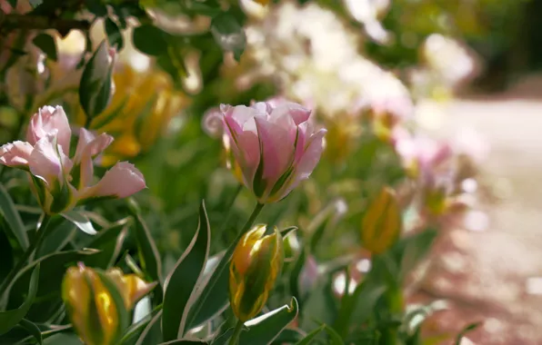 Leaves, flowers, spring, garden, tulips, pink, buds, bokeh