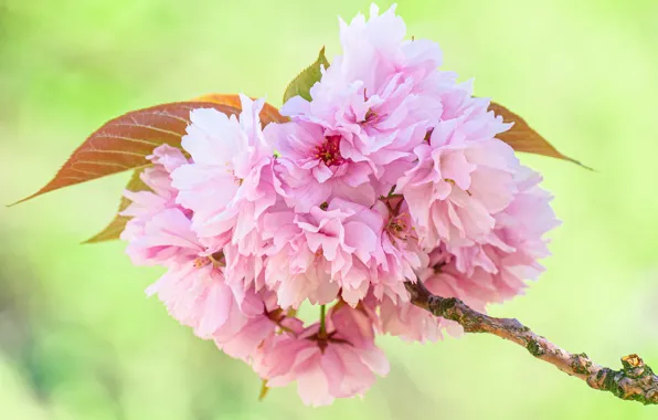 Leaves, macro, flowers, branch, spring, Sakura, pink, flowering