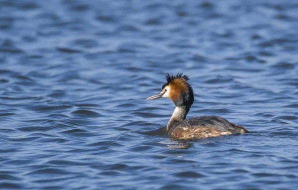 Water, bird, tail, the great crested grebe