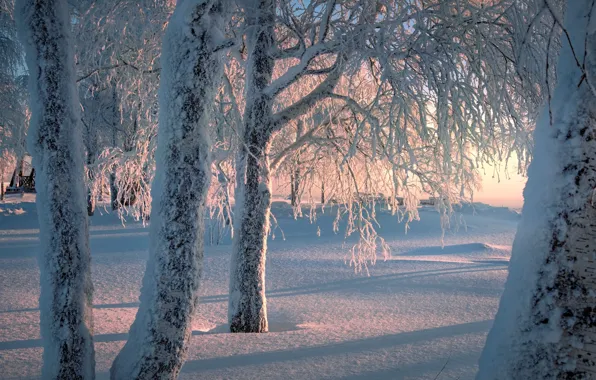 Picture winter, snow, trees, nature, frost, shadows, birch, White mountain