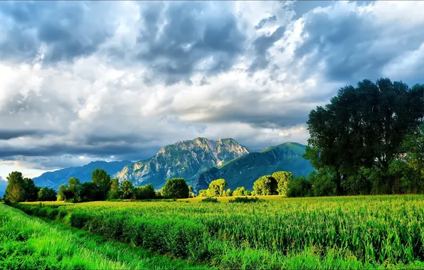 The sky, grass, trees, mountains, nature