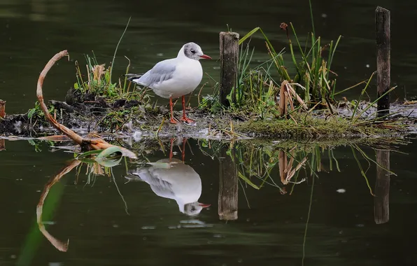 Picture grass, reflection, bird, Seagull, island, pond