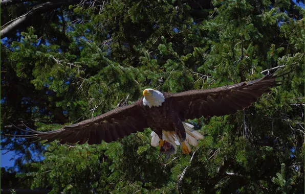 Trees, bird, predator, flight, Bald eagle