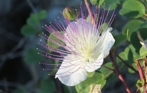Picture white, purple, macro, flowers