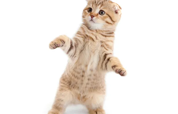 Kitty, fluffy, Cat, Kittens