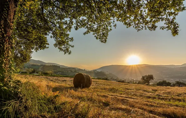 Field, the sun, tree, hills, Italy, municipality of San Severino Marche, province of Macerata