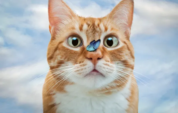 Cat, cat, look, butterfly, photoshop, red, photoart