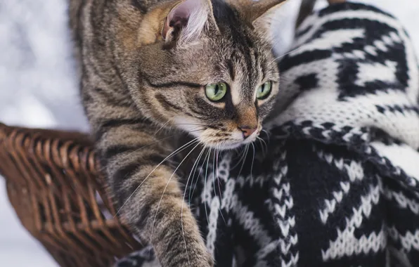 Cat, cat, pattern, paw, scarf, basket