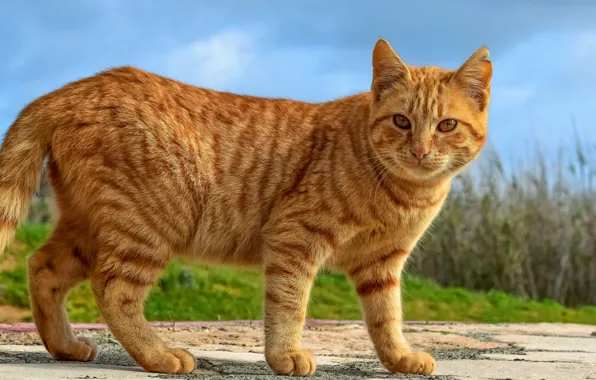 Picture cat, summer, cat, look, face, nature, pose, background