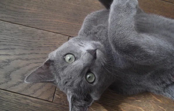 Picture cat, grey, lies