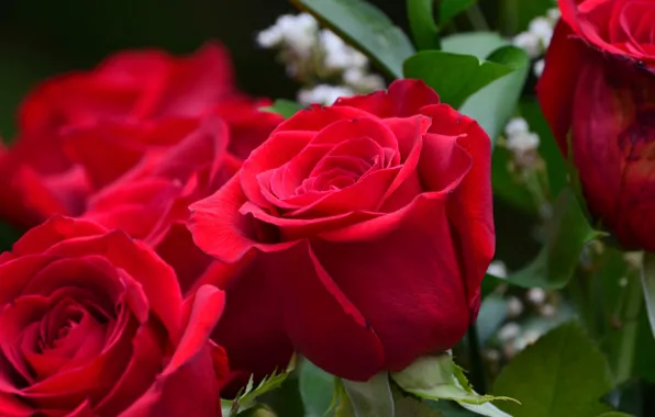 Macro, roses, buds, red roses