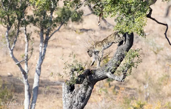 Predator, leopard, Africa, wild cat, on the tree