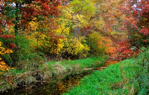 Autumn, forest, grass, trees, river, stream