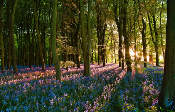 Forest, the sun, rays, flowers, glade, spring