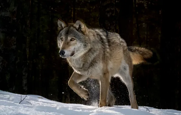 Wolf, winter forest, Nadezhda Demkina