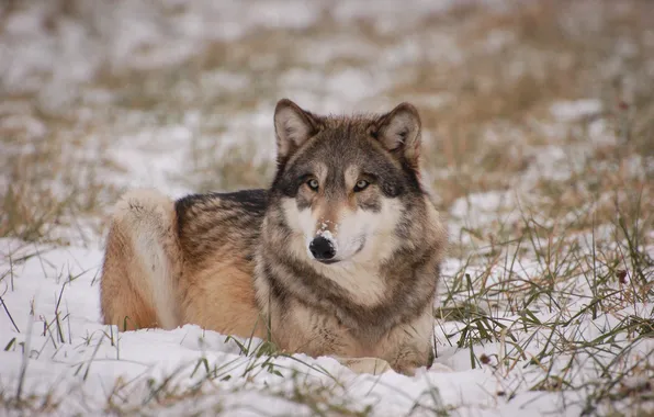 Picture nature, face, animal, wolf, wildlife, head, fur, mammal
