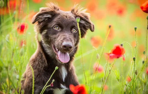 Field, language, summer, look, face, flowers, nature, pose