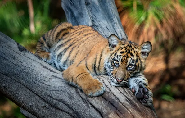 Look, face, leaves, nature, tiger, pose, background, tree