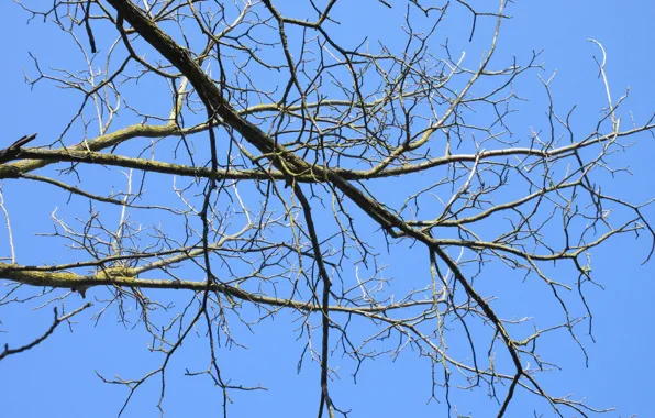 Branches, tree, April, spring 2018