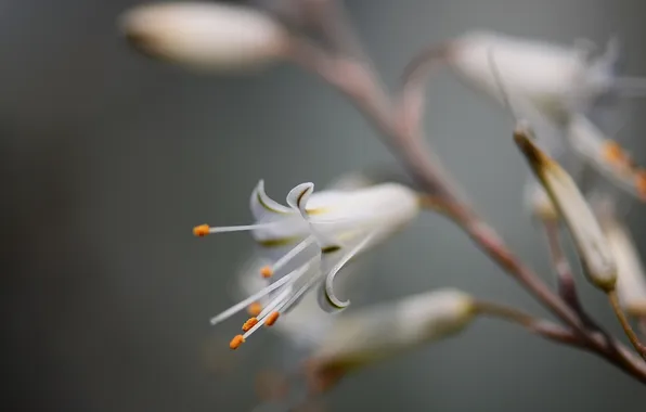 Picture flower, macro, nature