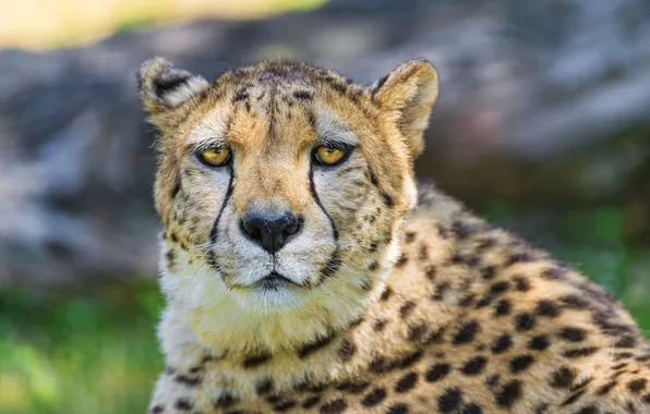 Picture sadness, face, predator, Cheetah