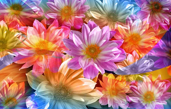 Light, mood, collage, color, rainbow, bouquet, petals