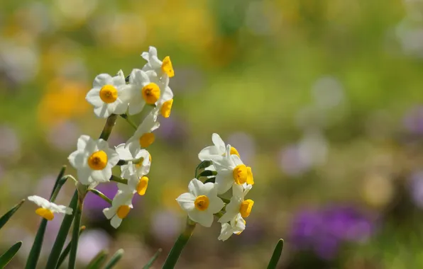 Flowers, nature, spring, Sunny, daffodils