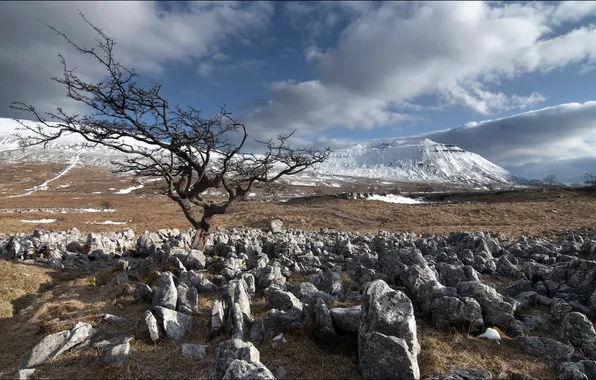 Field, trees, landscape, stones