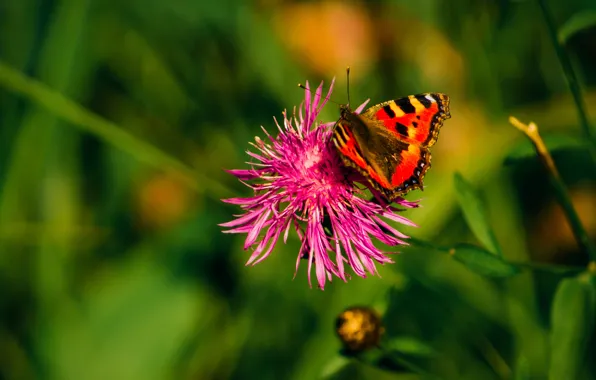 Green, summer, grass, flower, nature, butterfly, beautiful, fly