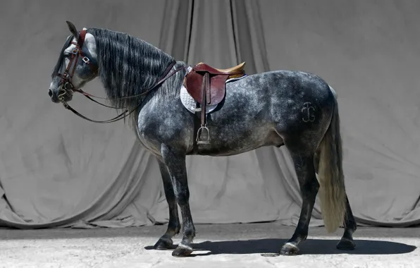 Picture grey, horse, stallion, saddle, bridle