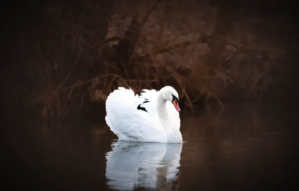 White, the dark background, bird, Swan, pond