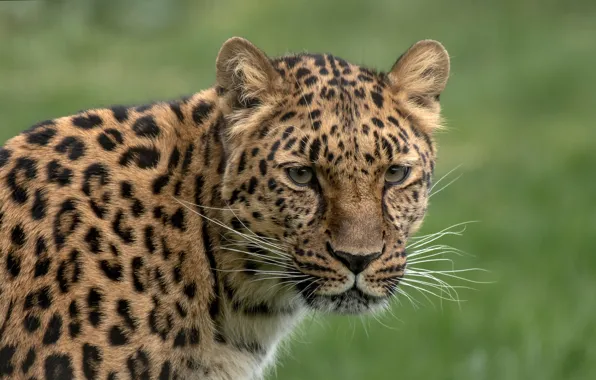 Picture look, face, background, blur, leopard, wild cat