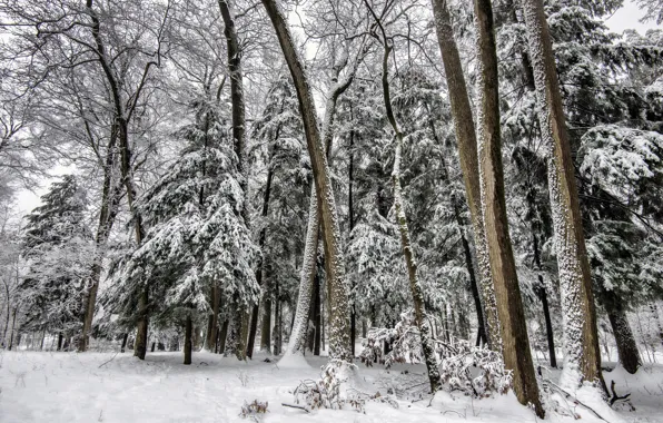 Winter, forest, snow, trees, tree
