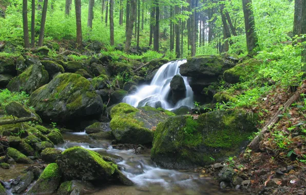 Picture forest, summer, nature, river
