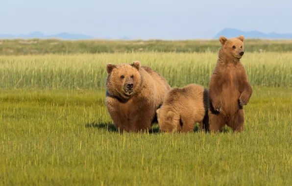 Picture field, grass, look, face, nature, pose, glade, two
