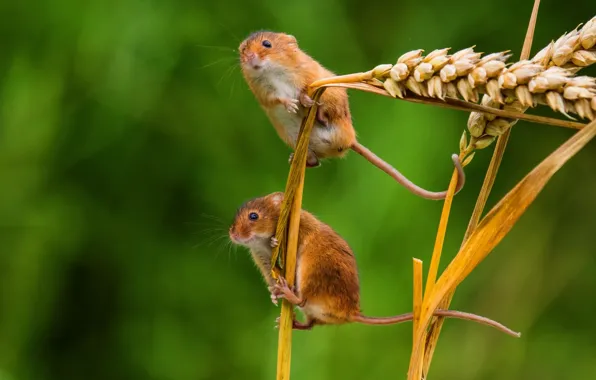 Picture macro, spikelets, ears, a couple, mouse, the mouse is tiny