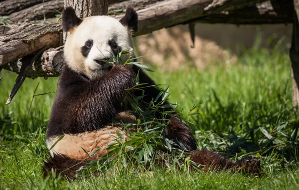 Picture grass, bamboo, bear, Panda