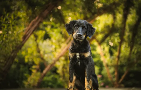 Look, nature, each, dog